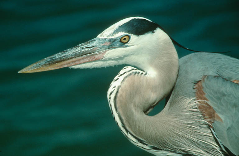 Click photo to watch a short video of a heron at my pond