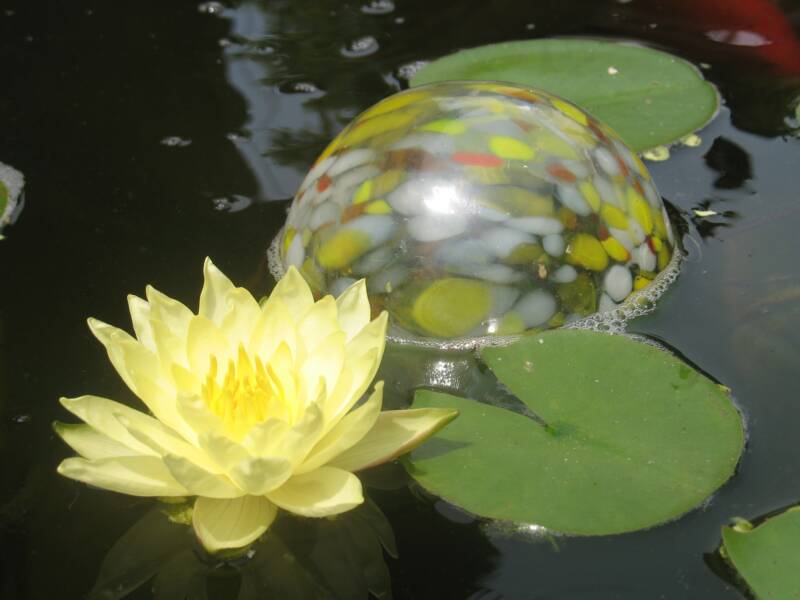 'Joey Tomocik' Water Lily