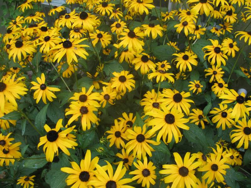 Rudbeckia 'Goldsturm'