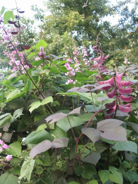 Hyacinth Bean Vine