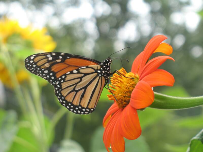 Monarch on Mexican Sunflower